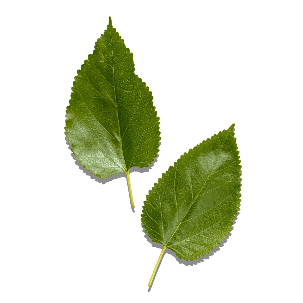 Nicotiana Benthamiana Hexapeptide-40 sh-Polypeptide-76