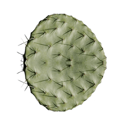 Opuntia Ficus-Indica Fruit
Extract