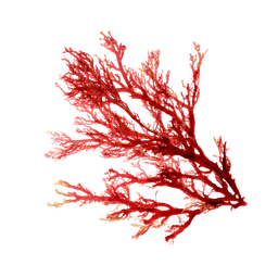 Asparagopsis Armata extract