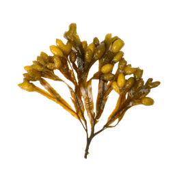 Ascophyllum nodosum extract